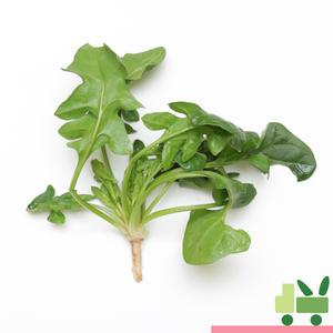 섬초 시금치 (상) 4Kg