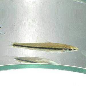 [신세계수족관] 이끼청소부 시아미즈 알지이터 4.5cm 1마리