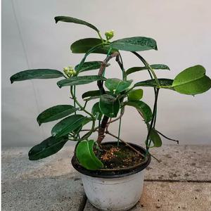 마다카스 넝쿨자스민(꽃이피면 향기가 좋아요)