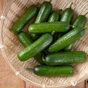 산지직송 간편한 아삭아삭 미니오이 2kg