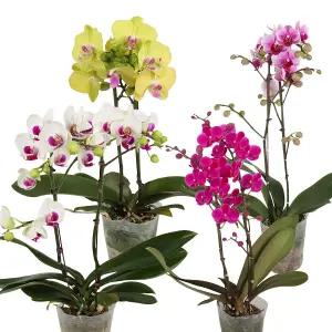 갑조네 서양란 모음전