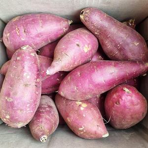 해남 햇 호박고구마 호풍미 꿀고구마 한입 3kg 5kg