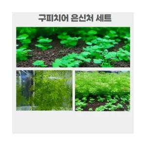 구피치어 은신처용 수초 (총30촉) 세트수초