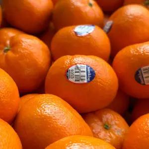 캘리포니아 만다린 귤 5kg 큐티만다린 썬키스트만다린 큐티스 만다린 peelz 귤 미국산 만다린 오렌지