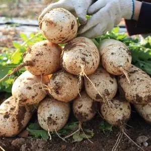 국내산 무우 제주 월동무 10kg