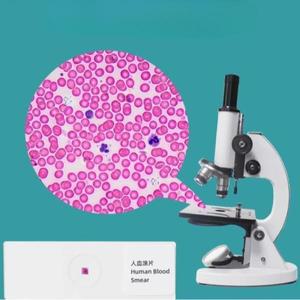 학교 교육용 현미경 인체 혈액 슬라이드 적혈구 백혈구 생물학적 표본 섹션 HE 염색
