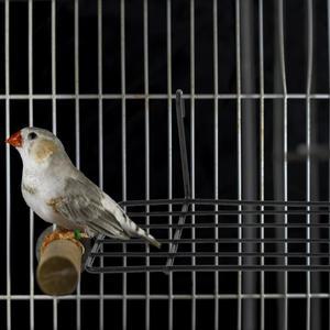 앵무새 케이지 그리드 스틸제 벽 선반 걸이형 프레임 애완조류 앉기용 디스플레이 소형 식워터 코카티엘 액