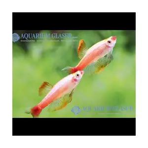 [에이투비]골든백운산 / 2cm 전후 / 1마리