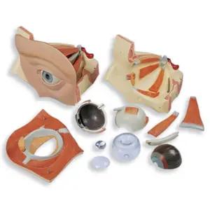 학교 과학 실험 인체해부구조 안구 12분리 안구모형 미래의사 실험도구