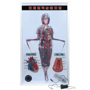 말하는 시청각 인체 혈액순환 순환계모형 리모컨포함 즐거운실험 과학두뇌