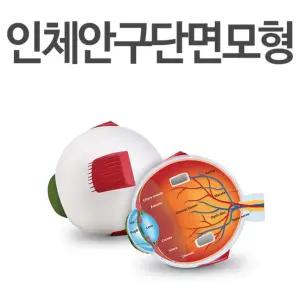 인체구조 과학교구 안전소재 안구단면 모형 관찰력향상 즐거운실험 스스로과학