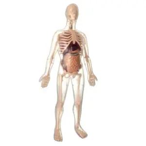 남성 신체내부교구 장기n골격 남자해부모형 초등과학교구 과학놀이 과학입문
