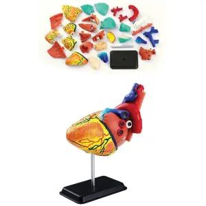 어린이 전문 과학교구 인체 심장 해부모형 과학인재 초등과학교구 흥미학습