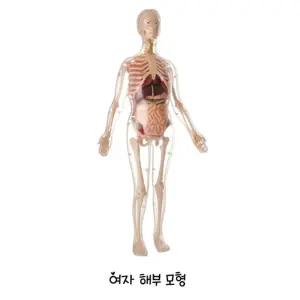 여성 신체내부교구 장기n골격 여자해부모형 스스로과학 인체의신비 실험놀이
