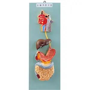 학교 과학 인체모형 수업교구 소화기관 모형 31x79x12cm 과학인지발달 과학왕