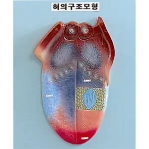 학교 과학실 보건수업 인체교육 혀의구조모형 18x24cm 관찰력향상 의학교구