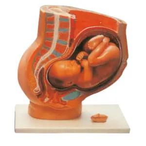 학교 과학 보건수업 인체교구 10개월 실물크기 태아 산모모형 탄생의신비