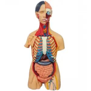 몸속 근육 장기 학습교구 인체 반신 모형 14개파트 과학관심학습 선생님함께