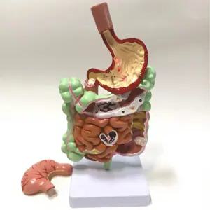 소화과정 인체모형 과학교구 스텐드식 소화기관 모형 과학동기 관찰력향상