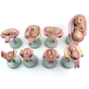 학교 생명 교육 인체 태아 성장과정 8단계 태아모형 발육모형 태아성장