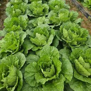 보경이네 고소한 배추 통배추 5kg내외(3-4개)