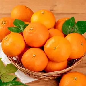 100% 제주 산지 고당도 레드향 랜덤과 10kg