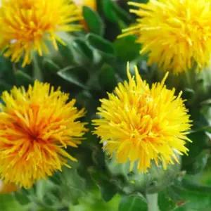 홍화씨유(Safflower Oil) 1리터다용도오일 피부 천연 화장품 만들기 DIY 재료 만들기재료