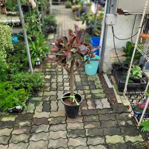 대형식물 실내공기정화식물 루비수채화고무나무 대품 90-130cm 549