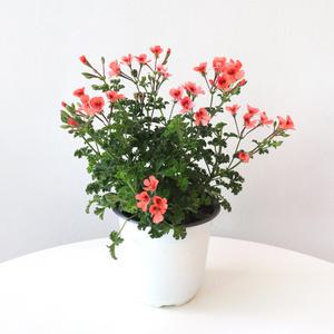 오렌지 랜디 제라늄 중형 야생화 꽃모종 실내공기정화 반려식물