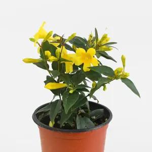 개나리자스민 소형 캐롤라니아 자스민 야생화 인테리어 꽃모종