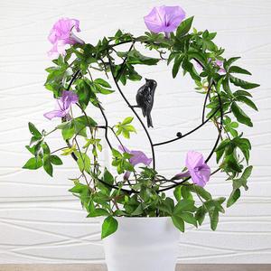 넝쿨 식물 지지대 지주대 호야 아이비 스킨답서스 장미 덩굴 화초 화분 시렁 오벨리스크 [오디가 ODIGA]