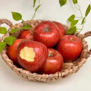 25년 경북 부사사과 고당도 꿀사과 가정용 10kg 흠과 못난이