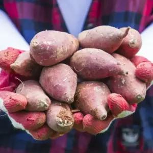 2025년 햇 고구마 해남 황토 꿀밤고구마 10kg 베니하루카