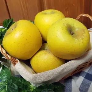 25년 햇 수확 맛있는 청송 사과 시나노골드 1kg