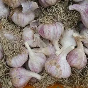 25년 의성마늘 통마늘 육쪽마늘 중품 2kg 약 80-100개