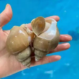 당일조업 동해안 포항 자연산 통 백고동 1kg 백골뱅이 생물 냉동 자숙 통골뱅이