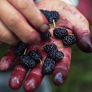 2025년 나주 제철 햇 토종 청일 오디 10kg