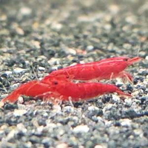 체리새우 관상용 새우 1마리 키우기