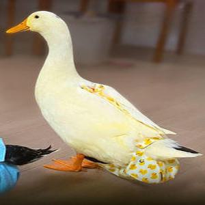 방수 팬티 닭기저귀 배변 반려닭 애완 앵무새