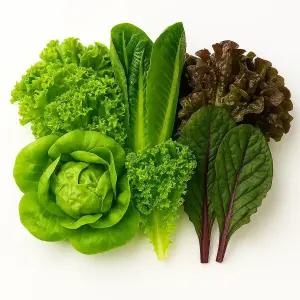 세상별미 무농약 유러피안 샐러드 상추 쌈채소