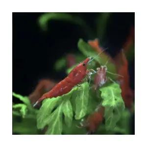 슈퍼체리 새우 (10마리)