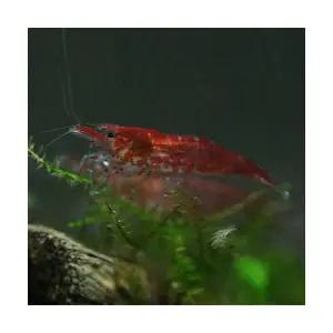 체리 새우 (10마리)