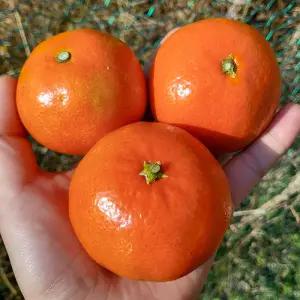 제주 홍미향 1kg 12-15과 소과 제주 홍매향 썬레드 제주 홍귤 빨간귤 붉은귤 제주 귤 한박스 제주도귤