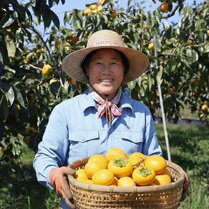 고당도 햇 단감 대봉 부유 10kg, 소과