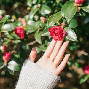 카멜리아힐(26.01.01~26.12.31)