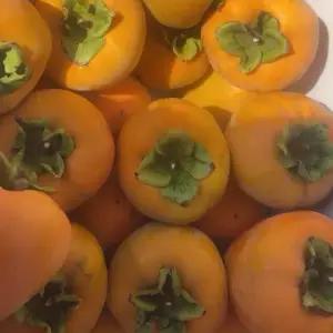 11월 출하 중인 달콤한 대봉감 반홍시 맛있는 감