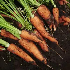 이즈미스 단가인하 오늘 수확한 프리미엄 제주 구좌 햇 흙당근 특사이즈