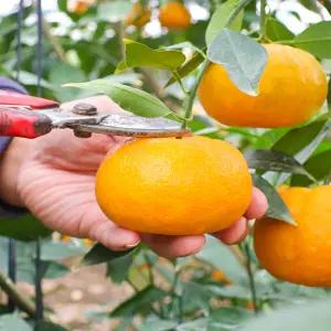 정품) 제주 윈터프린스 중대과 3kg