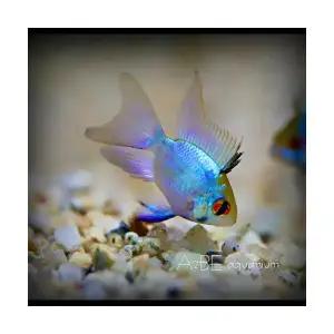 [에이투비] 일렉트릭 블루 라미레지 롱핀 / 2~3cm 전후 / 3마리