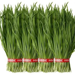 국내산 싱싱한 햇 부추 정구지 묶음 4단 2.4kg